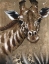 Picture of GIRAFFE ON PRINT