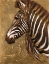 Picture of GOLD ZEBRA