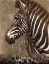 Picture of BROWN ZEBRA