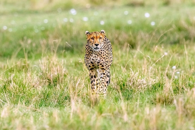 Picture of CHEETAH