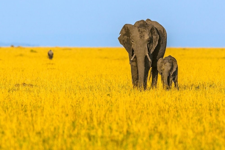 Picture of VIBRANT AFRICA