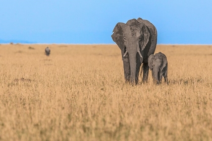 Picture of ELEPHANTS IN AFRICA