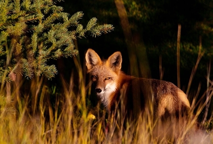 Picture of FOX STARE