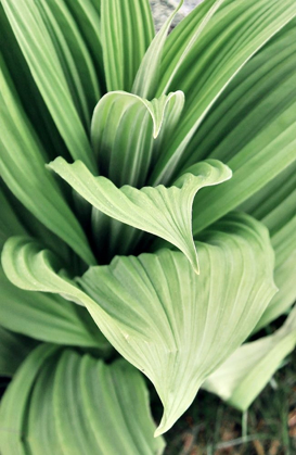 Picture of GREEN LEAF BLOOMS I