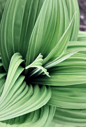 Picture of GREEN LEAF BLOOMS II