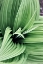 Picture of GREEN LEAF BLOOMS II