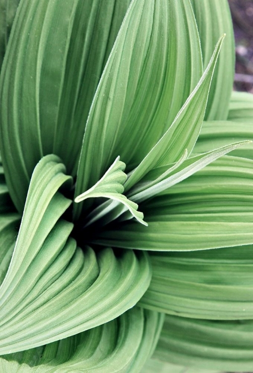 Picture of GREEN LEAF BLOOMS II