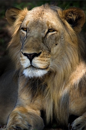 Picture of CAPE LION
