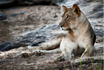 Picture of AFTERNOON POSE