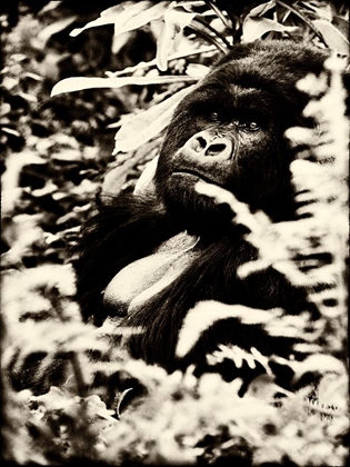 Picture of GORILLA