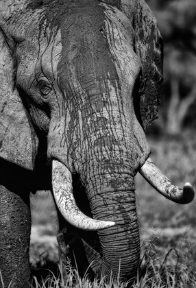 Picture of TUSKS