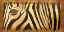 Picture of ZEBRA EYE