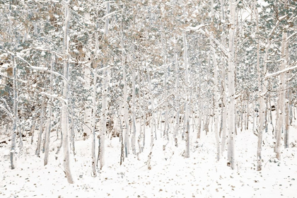 Picture of WHITE SNOW WONDERLAND