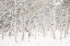 Picture of WHITE SNOW WONDERLAND