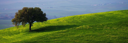 Picture of TUSCAN TREE