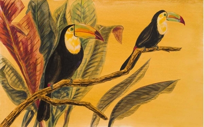 Picture of TOUCANS II
