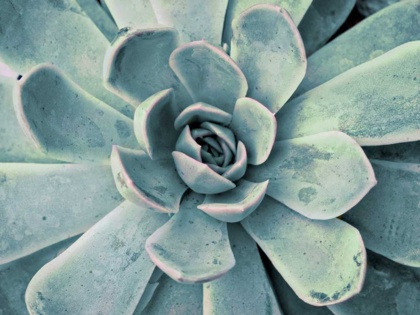 Picture of TEAL SUCCULENT