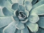 Picture of TEAL SUCCULENT