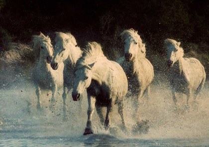 Picture of WHITE RUNNING HORSES
