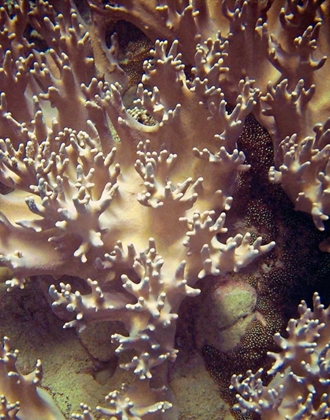 Picture of BARRIER REEF CORAL I