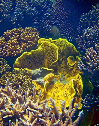 Picture of BARRIER REEF CORAL III
