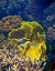 Picture of BARRIER REEF CORAL III