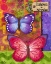 Picture of BUTTERFLIES DOUBLE II
