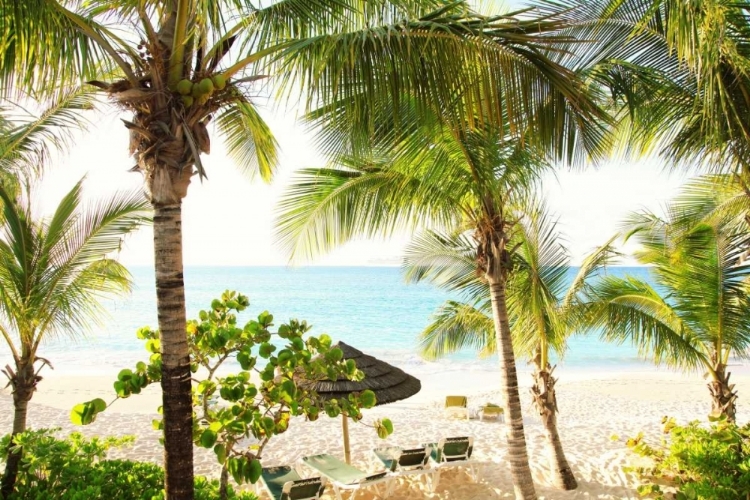 Picture of SITTING UNDER THE PALMS