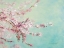 Picture of SAKURA FRAGILE BEAUTY