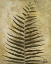 Picture of FERNS III