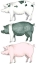 Picture of PIGGY WIGGY SET