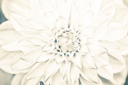 Picture of BRIGHT WHITE BLOOM I