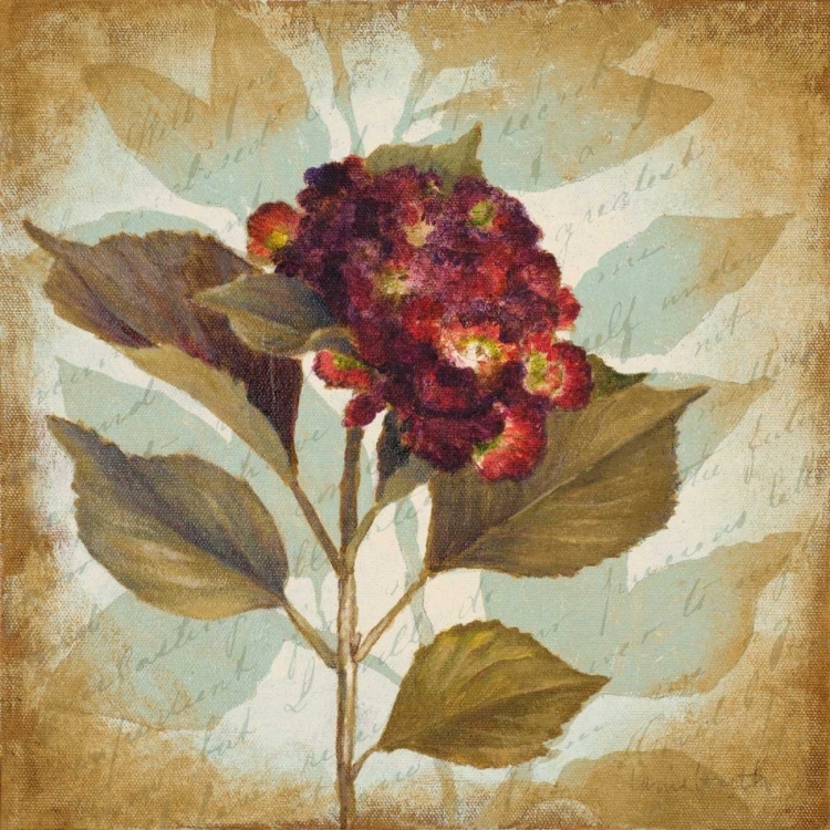 Picture of AUBERGINE HYDRANGEA PORTRAIT