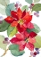 Picture of BERRY POINSETTIAS