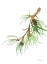 Picture of PINE BRANCH