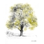 Picture of TREE WITH GREEN LEAVES I