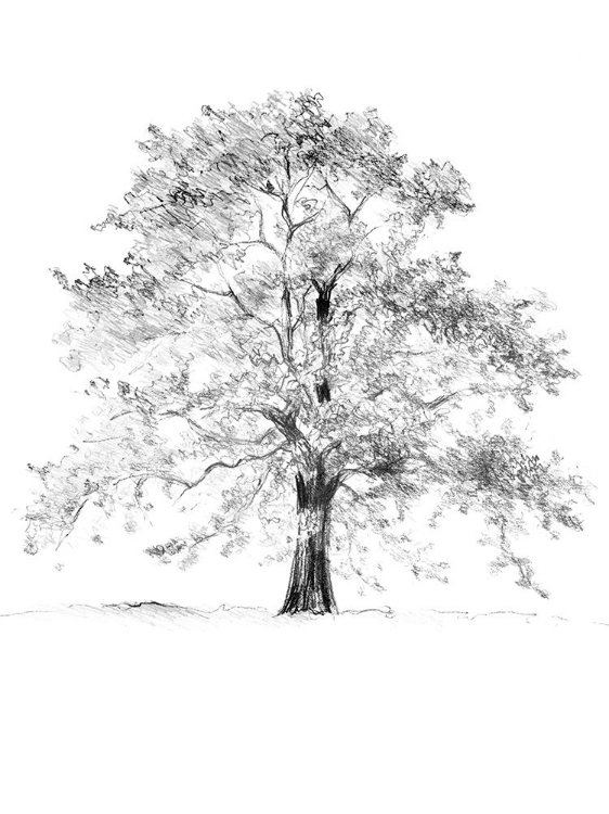 Picture of TREE II