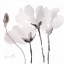 Picture of TONAL MAGNOLIAS III