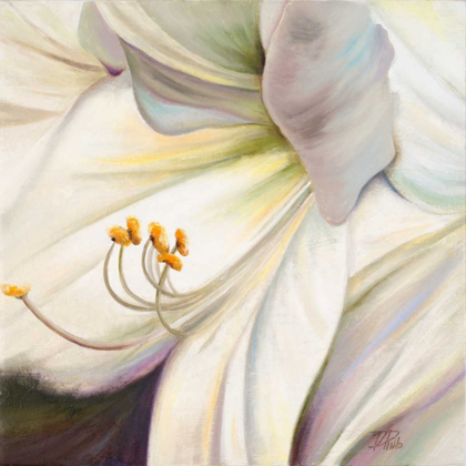 Picture of WHITE LILY I
