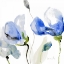 Picture of ALL POPPIES II