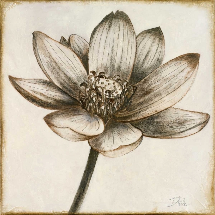 Picture of SEPIA LOTUS II