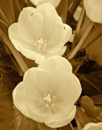 Picture of SEPIA BLOOMS I