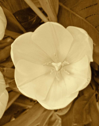 Picture of SEPIA BLOOMS II