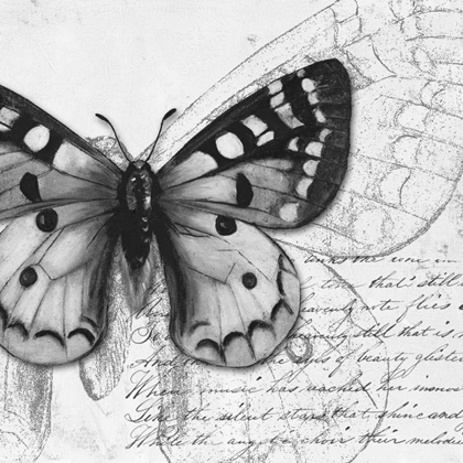 Picture of BUTTERFLY STUDIES I