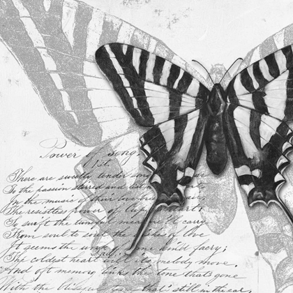 Picture of BUTTERFLIES STUDIES II