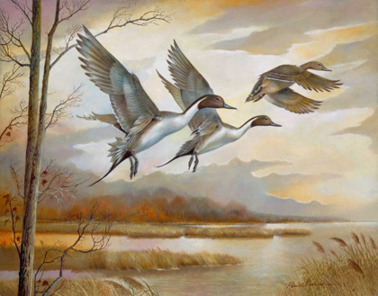 Picture of PINTAILS