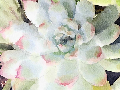 Picture of WATERCOLOR SUCCULENT