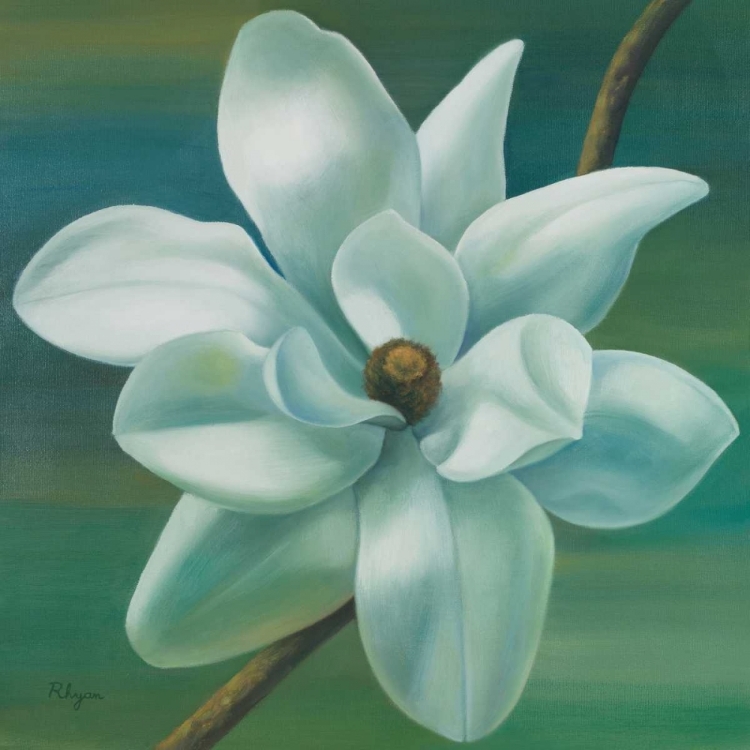 Picture of STAR MAGNOLIA