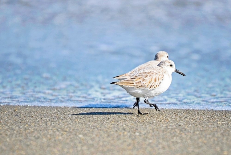 Picture of WALK ALONG THE COAST