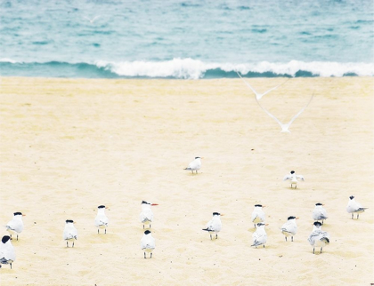 Picture of RELAXED SEAGULLS